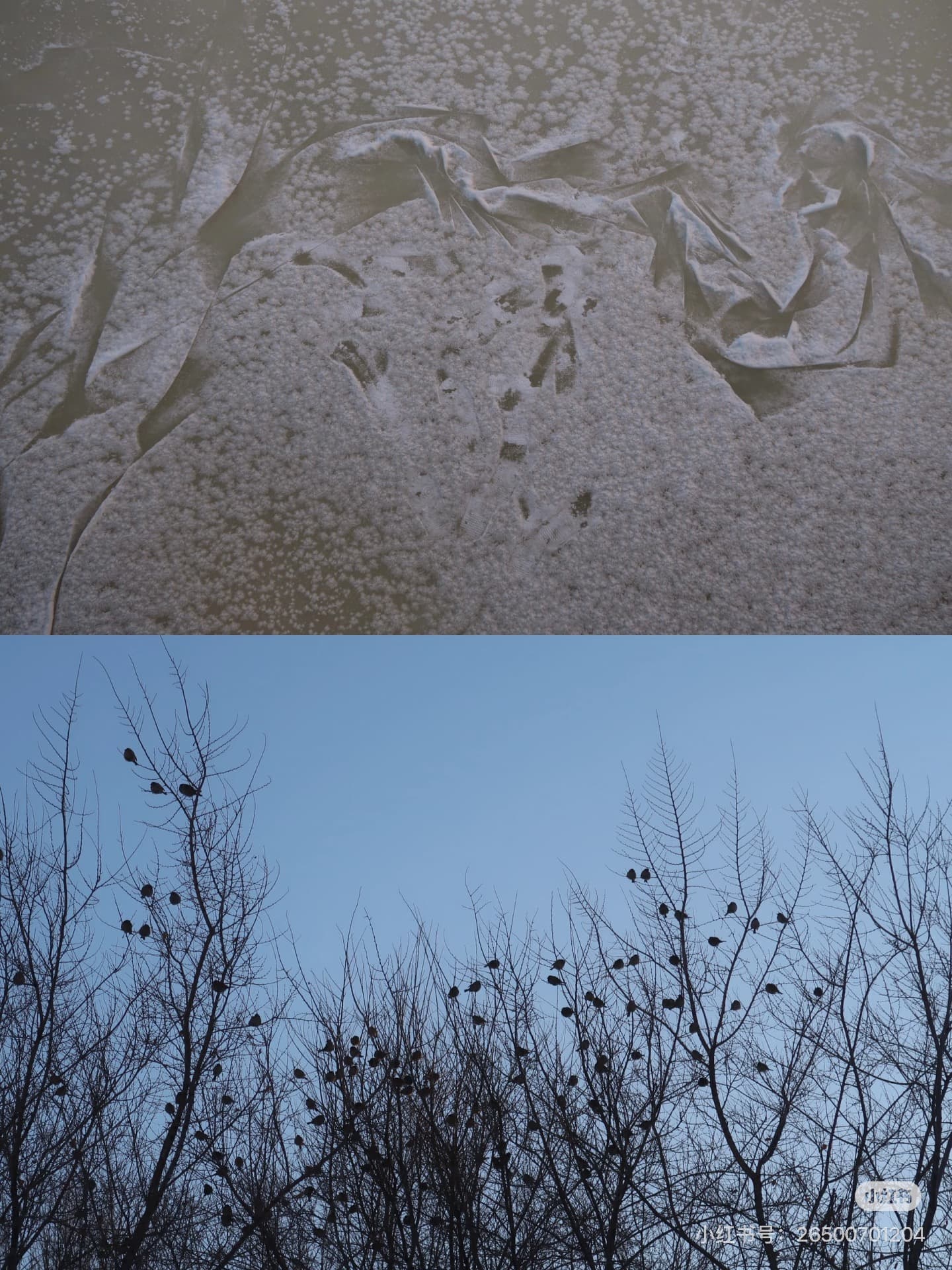 一隻特立獨行的鳥 — 2