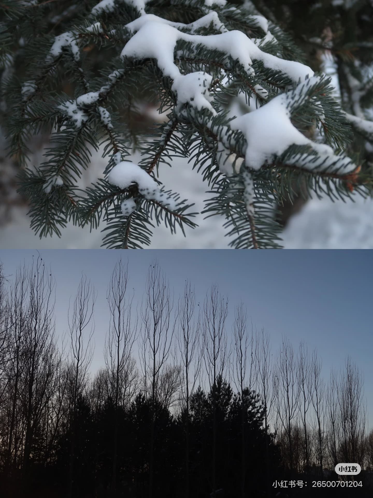 一隻特立獨行的鳥 — 3