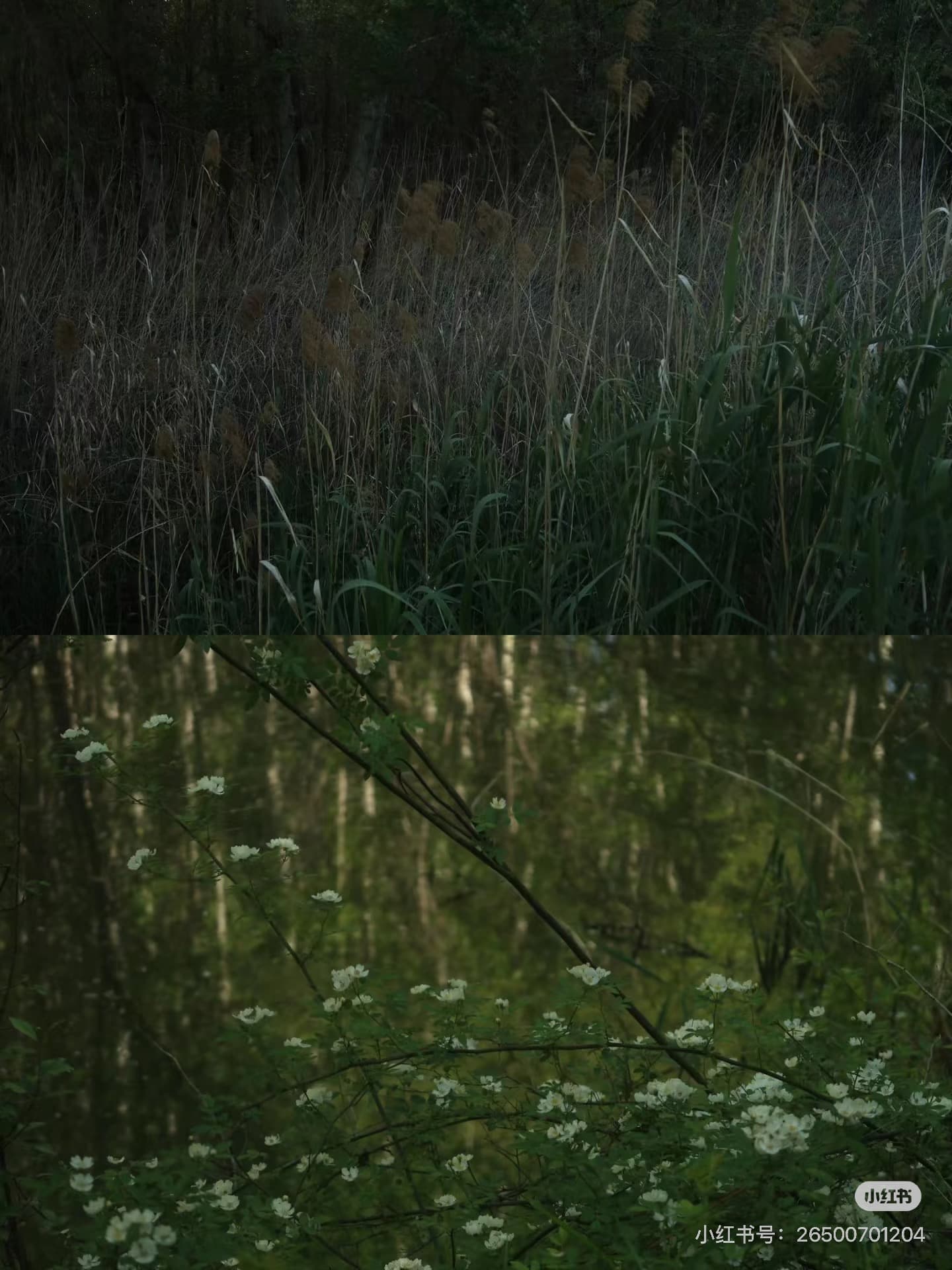 林家謙-普渡眾生