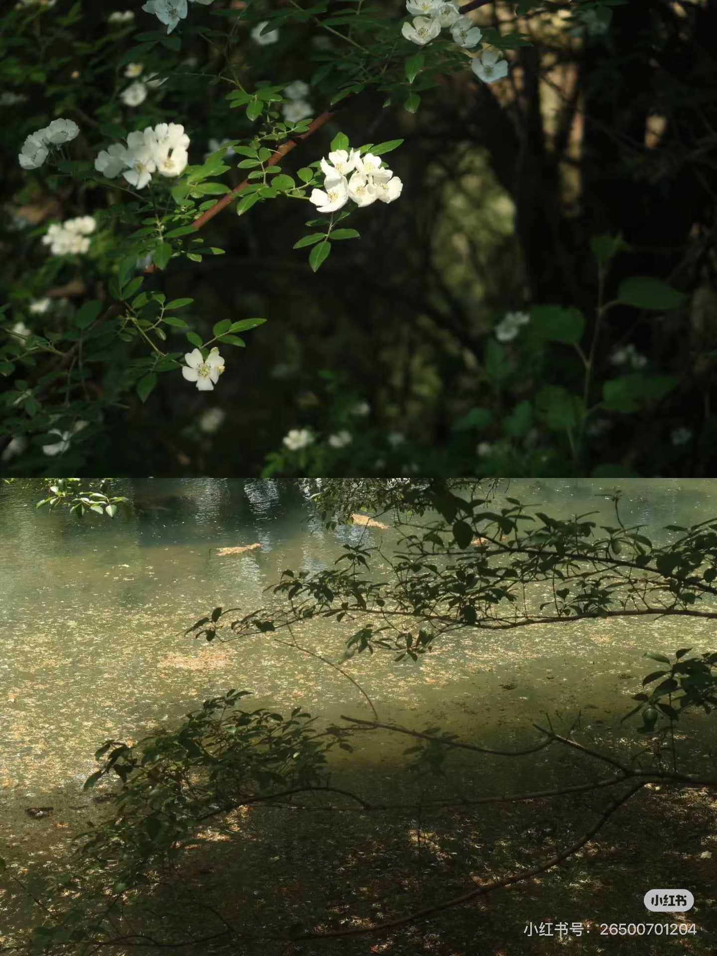 林家謙-普渡眾生 — 2